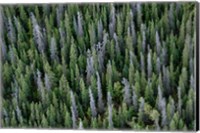Framed Yukon, Kluane National Park Mix Of Living And Dead White Spruce Trees