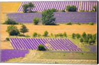 Framed France, Provence, Sault Plateau Overview Of Lavender Crop Patterns And Wheat Fields