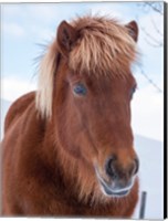 Framed Icelandic Horse In Fresh Snow