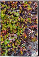 Framed Greenland Qeqertaq Dwarf Birch, Lichen, And Large Flowered Wintergreen