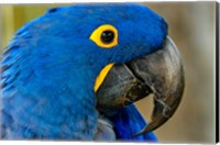Framed Blue Hyacinth Macaw, Anodorhynchus Hyacinthinus