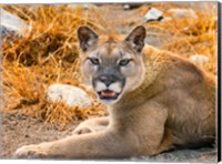 Framed Mountain Lion, Cougar, Puma Concolor