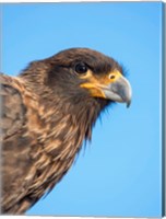 Framed Adult With Typical Yellow Skin In Face Striated Caracara Or Johnny Rook, Falkland Islands