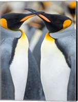 Framed King Penguin, Falkland Islands 4