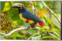 Framed Costa Rica, La Selva Biological Station Collared Aricari On Limb