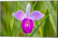 Framed Costa Rica, Sarapique River Valley Earth Orchid Blossom Close-Up