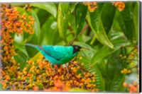 Framed Costa Rica, Arenal Green Honeycreeper And Berries