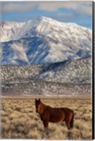 Framed California White Mountains And Wild Mustang In Adobe Valley