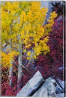 Framed California, Sierra Nevada Mountains Mountain Dogwood And Aspen Trees In Autumn
