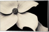 Framed Dogwood Flower