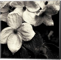 Framed Dogwood Flower No. 3