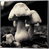Framed Mushroom No. 3