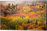 Framed Colorado, Gunnison National Forest, Forest In Autumn Colors