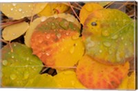 Framed Colorado, Gunnison National Forest, Raindrops On Fallen Autumn Aspen Leaves