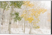 Framed Colorado, Snow Coats Aspen Trees In Winter