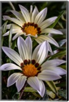 Framed Colorado, Fort Collins, White Flower Close-Up