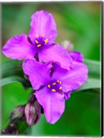 Framed Purple Virginia Spiderwort, Tradescantia Virginiana Growing In A Wildflower Garden