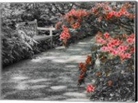 Framed Delaware, Walkway In A Garden With Azaleas And A Park Bench