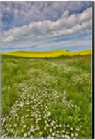 Framed Large Field Of Canola On The Washington State And Idaho Border Near Estes, Idaho