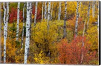 Framed Aspen Grove In Peak Fall Colors In Glacier National Park, Montana