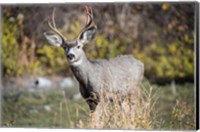 Framed Mule Deer Buck At National Bison Range, Montana