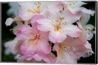 Framed Oregon, Shore Acres State Park Rhododendron Flowers Close-Up