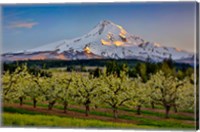 Framed Oregon Pear Orchard In Bloom And Mt Hood