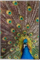 Framed Male Peacock Fanning Out His Tail Feathers