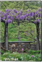 Framed Wisteria In Full Bloom On Trellis Chanticleer Garden, Pennsylvania