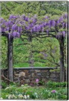 Framed Wisteria In Full Bloom On Trellis Chanticleer Garden, Pennsylvania