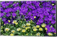 Framed Bell Flowers And Yellow Daisies, Longwood Gardens, Pennsylvania