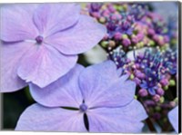 Framed Close-Up Of A Purple Lacecap Hydrangea
