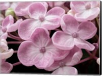 Framed Close-Up Of A Hydrangea Macrophylla 'Ayesha', Lilac Pink