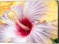 Framed Close-Up Of The Hibiscus Rosa-Sinensis 'Fifth Dimension'
