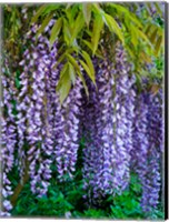 Framed Purple Wisteria Blossoms Hanging From A Trellis