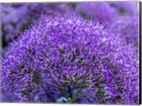 Framed Close-Up Of Flowering Purple Throatwort