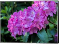 Framed Large Pink Rhododendron Blossoms In A Garden