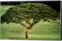 Framed Single Tree