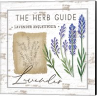 Framed 'Herb Guide - Lavender' border=