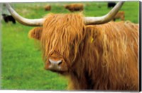 Framed Scottish Highland Cattle I