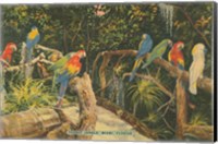 Framed Florida Postcard II