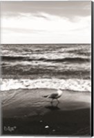 Framed Seagull I