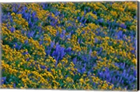 Framed Wildflowers Bloom On Hillside