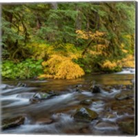 Framed Vine Maples And Sol Duc River In Autumn
