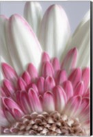 Framed Gerbera Daisy Flower Close-Up