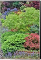Framed Spring Color With Deer Proof Shrubs And Trees, Sammamish, Washington State