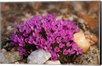 Framed Wyoming, Beartooth Mountains Moss Campion Wildflower Close-Up