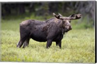 Framed Wyoming, Yellowstone National Park Bull Moose With Velvet Antlers