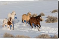 Framed Herd Of Horses Running In Snow