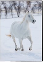 Framed White Horse Running In The Snow